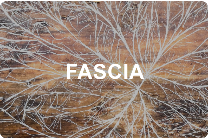 Nuotolinė konferencija: „Fascija: nuo anatomijos iki gydymo” (Įrašas)